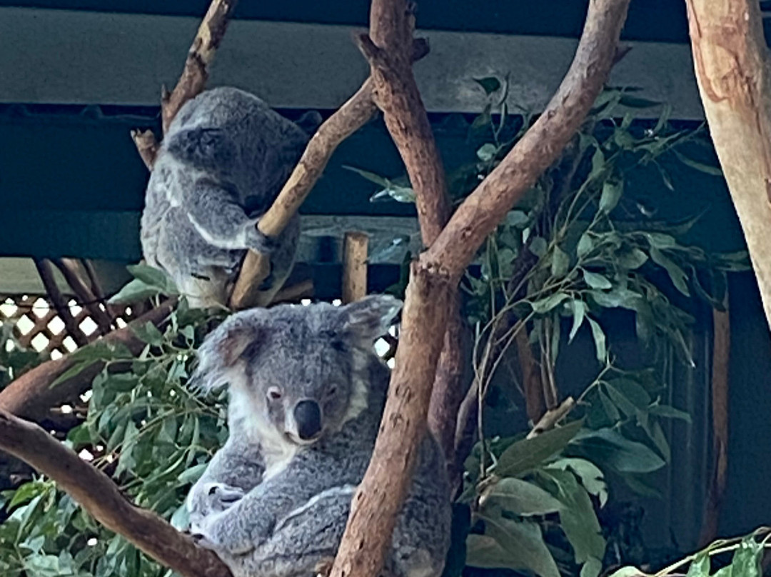 Featherdale Sydney Wildlife Park景点图片