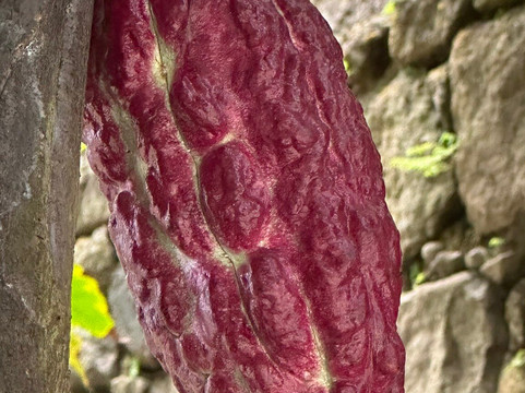 Tropical Adventures-St. George's必去景点