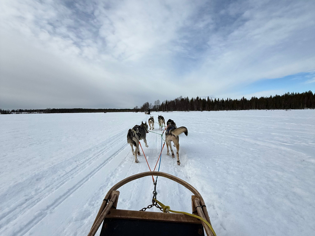 Tundra Huskies Huskyfarm-Levi必去景点