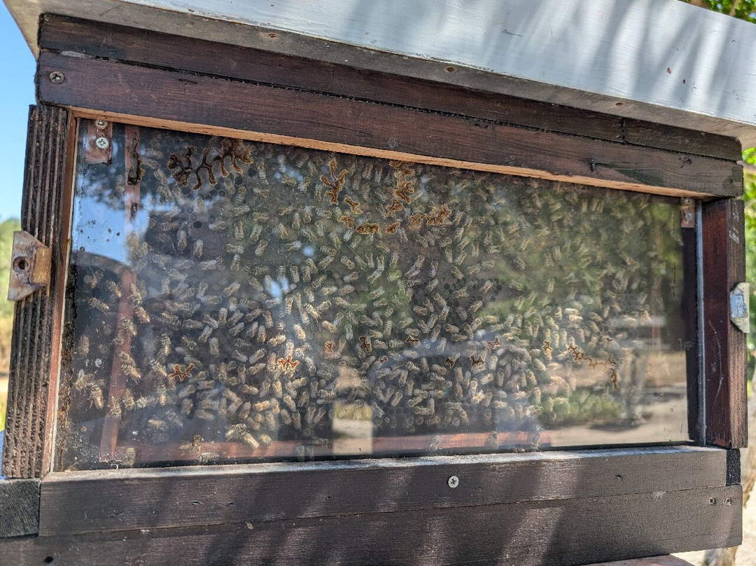Dias Beekeeping-Svoronata必去景点