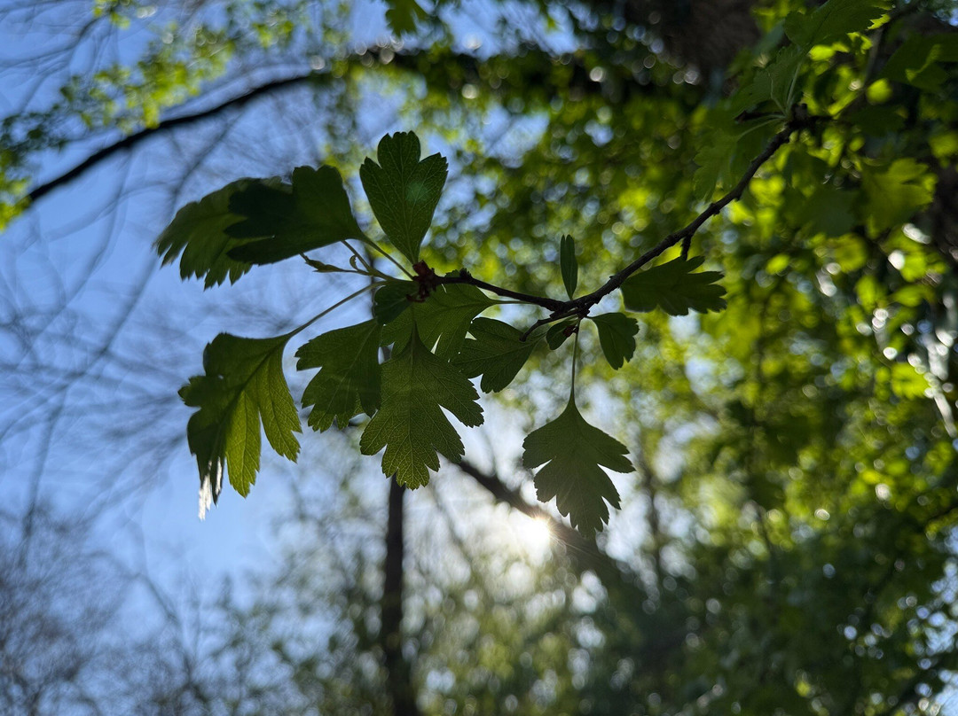 Clifton Country Park-Clifton必去景点