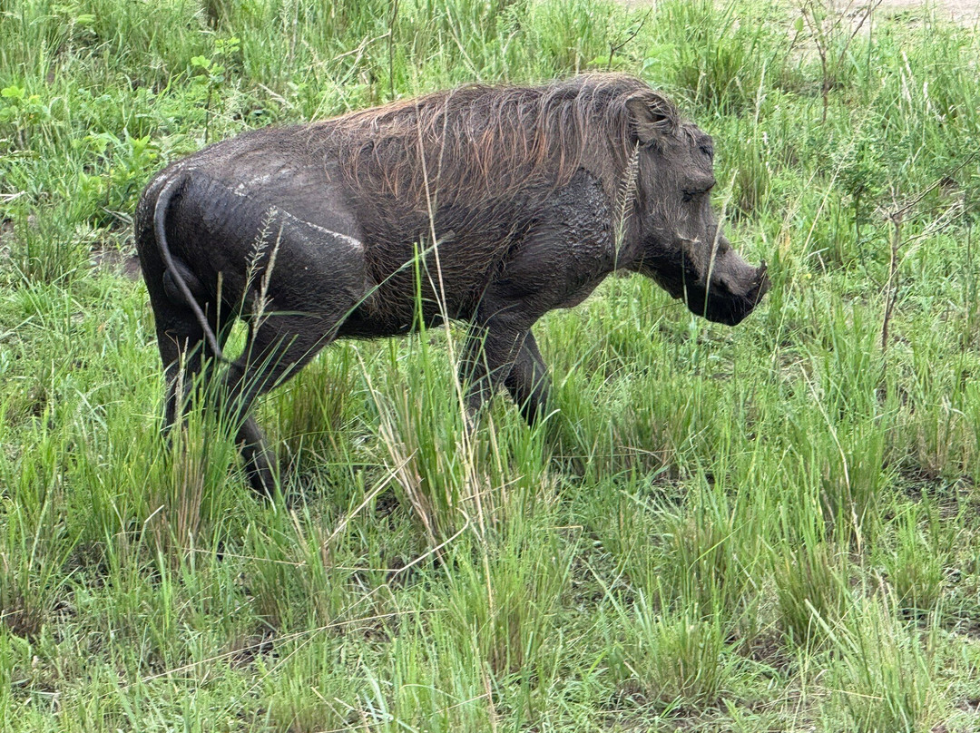 Jewel Safaris-坎帕拉必去景点