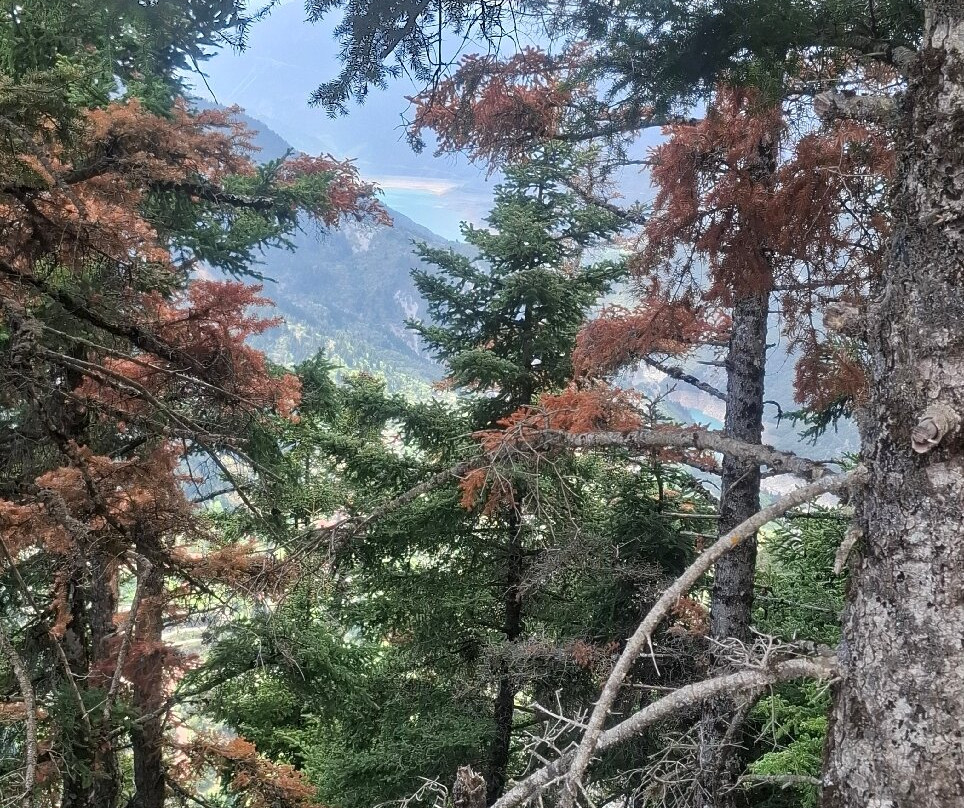 Omalia Village主图