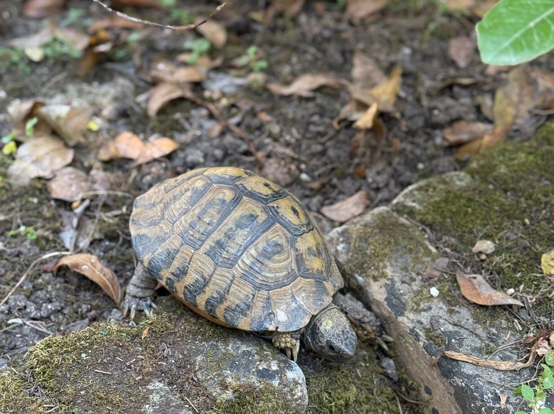 British Cemetry-科孚市必去景点