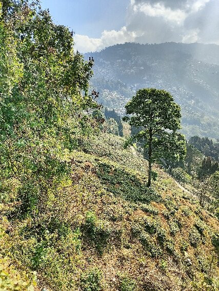 Happy Valley Tea Estate-大吉岭必去景点