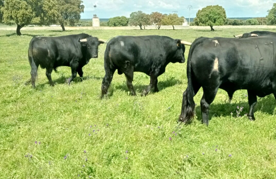 Ganaderia Antonio Palla-Ledesma必去景点