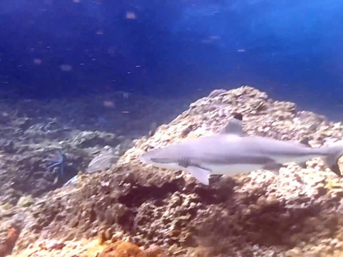 Sea Gypsy Divers-奥南必去景点