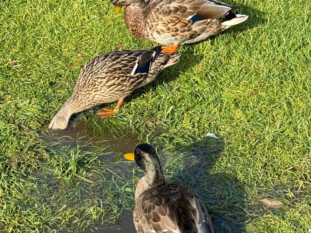 Parc Central-安道尔城必去景点