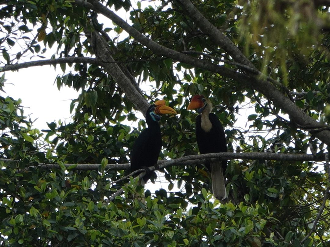 Tentena wildlife tour and Lorelindu national park景点图片