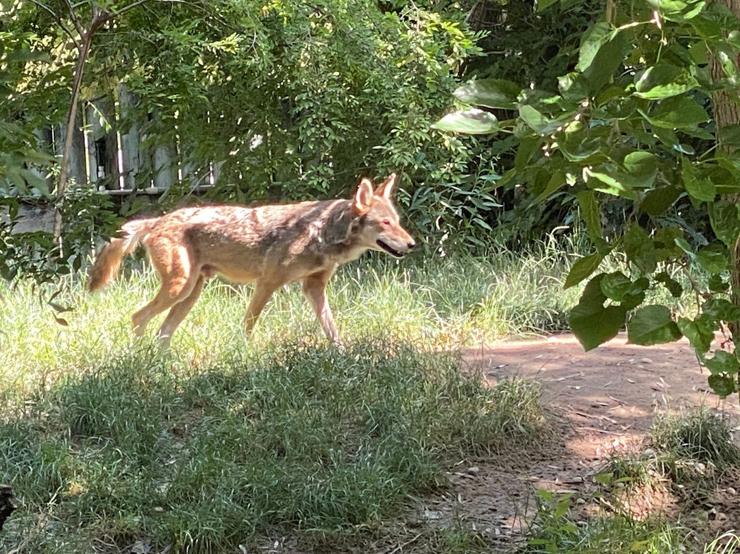 弗雷斯诺查菲动物公园-弗雷斯诺必去景点