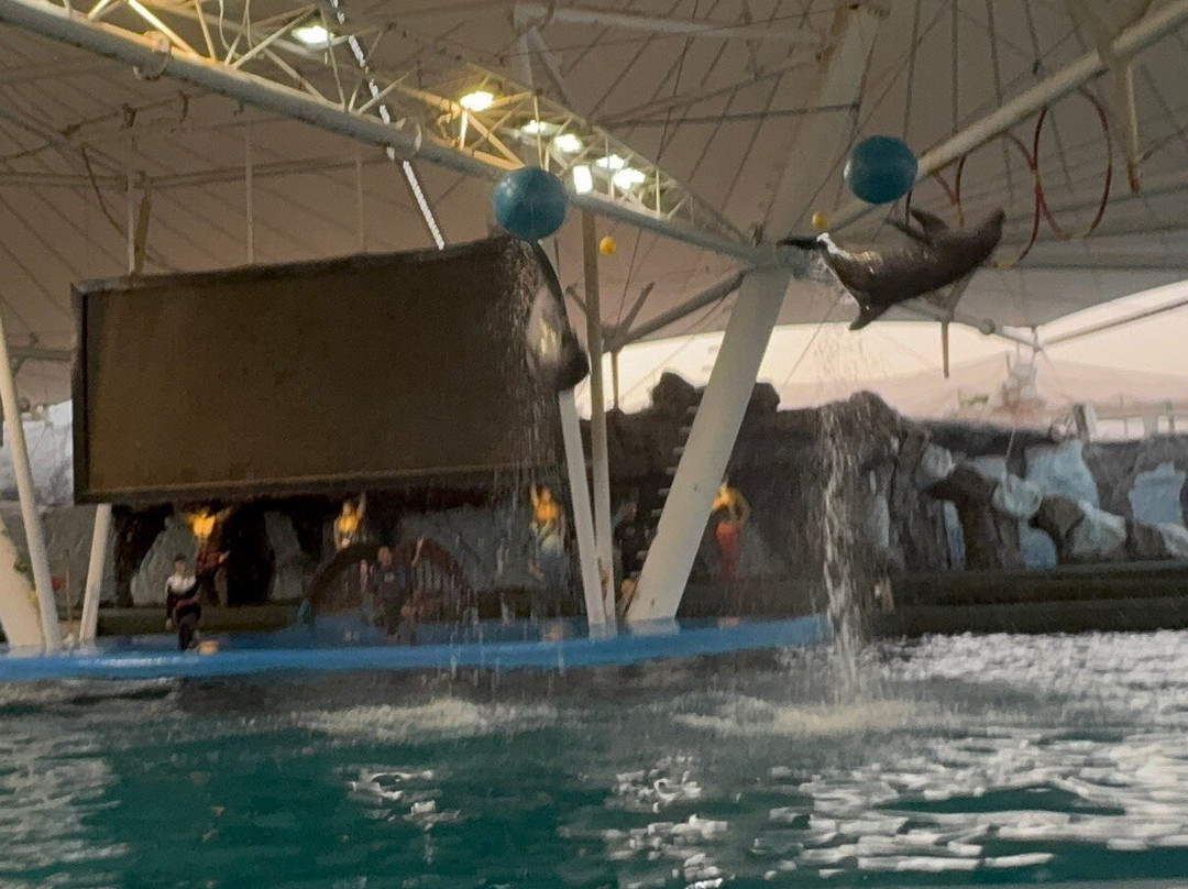 Kish Dolphin Park景点图片