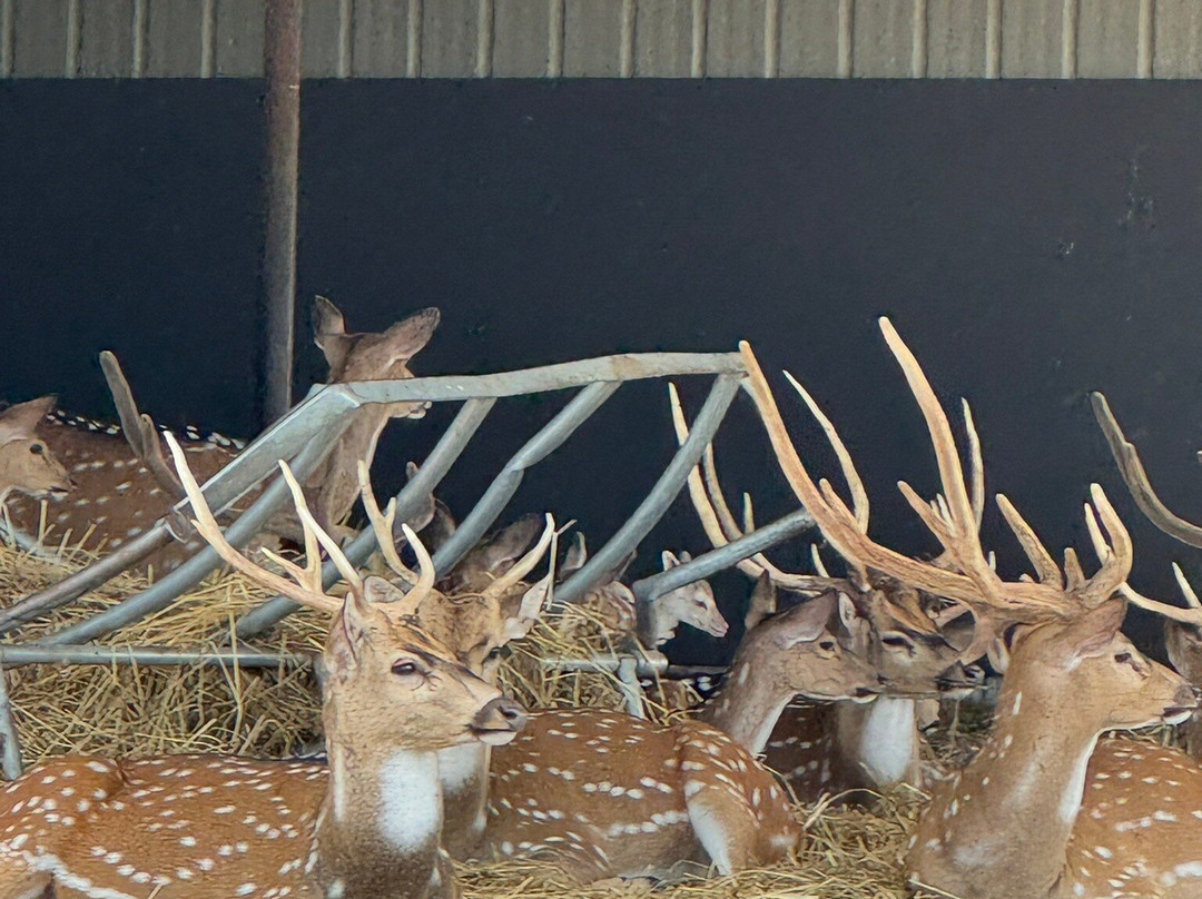 Tennessee Safari Park-Alamo必去景点