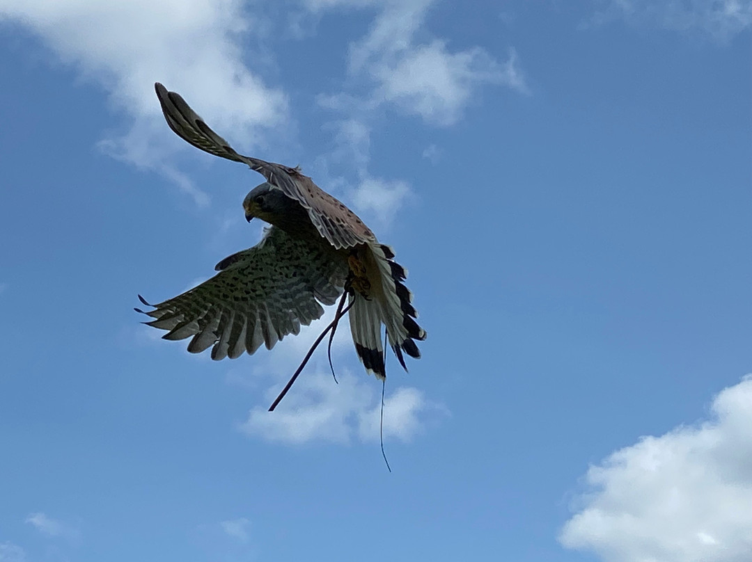 Fens Falconry景点图片