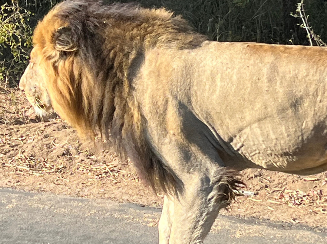 The Kruger Safari Co.-司库库札必去景点
