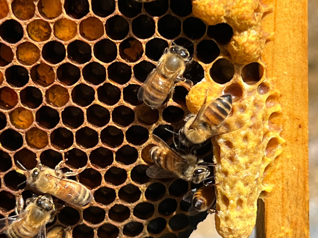 Pollen Nation Farm-Little Rapids必去景点