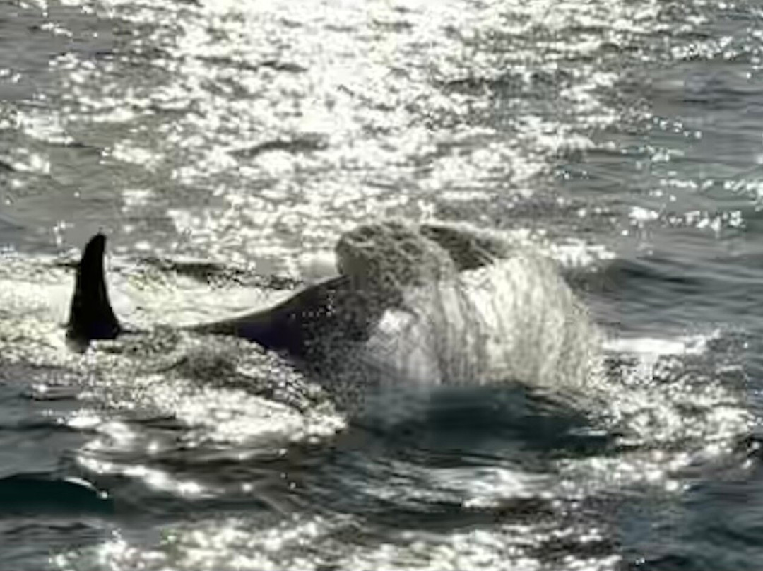 Arctic Whale Tours-Sto必去景点