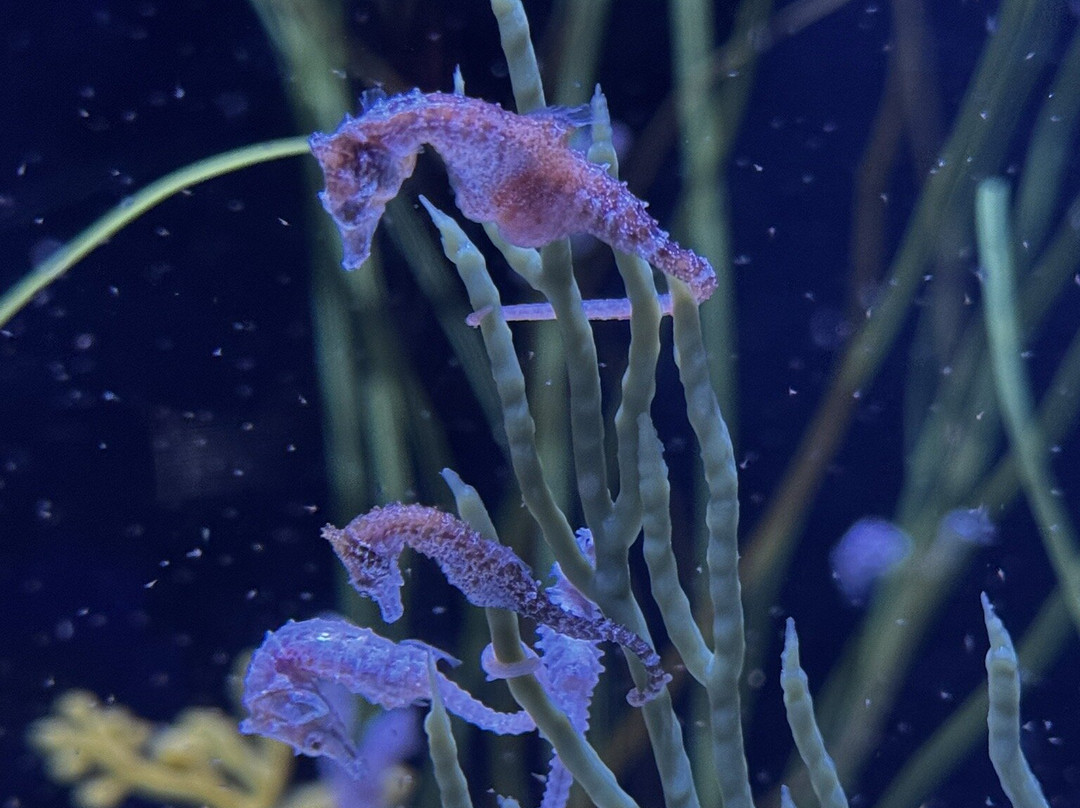 Newport Aquarium-Newport必去景点