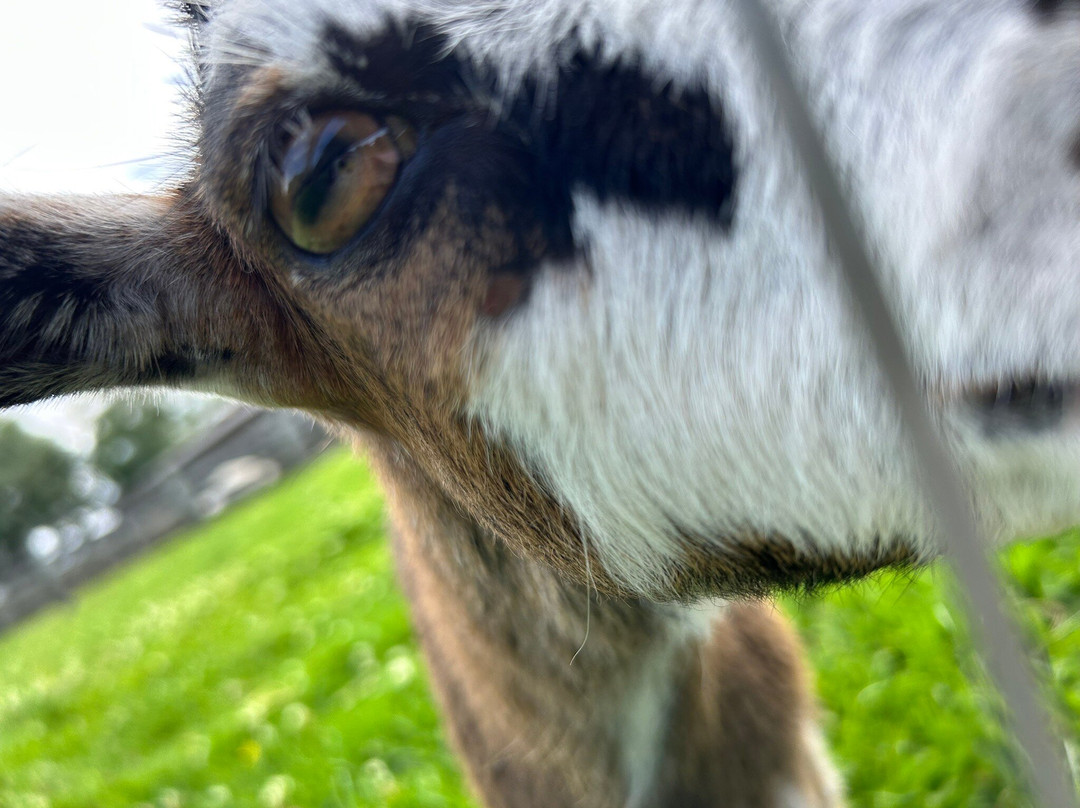 Windmill Animal Farm-Burscough必去景点