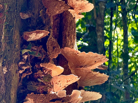 Biodiverse Brazil Tours-Chapada dos Guimaraes必去景点