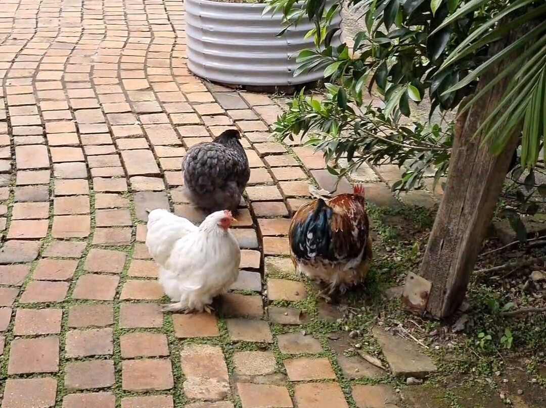 Fairhill Native Botanic Garden-Ninderry必去景点