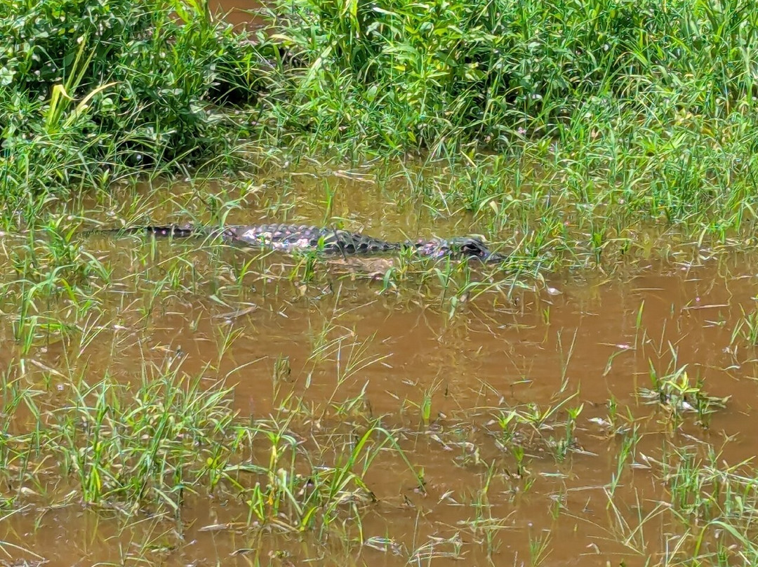 Savannah National Wildlife Refuge-Hardeeville必去景点