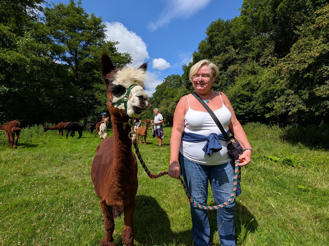 Bell Farm Alpacas-Pensford必去景点