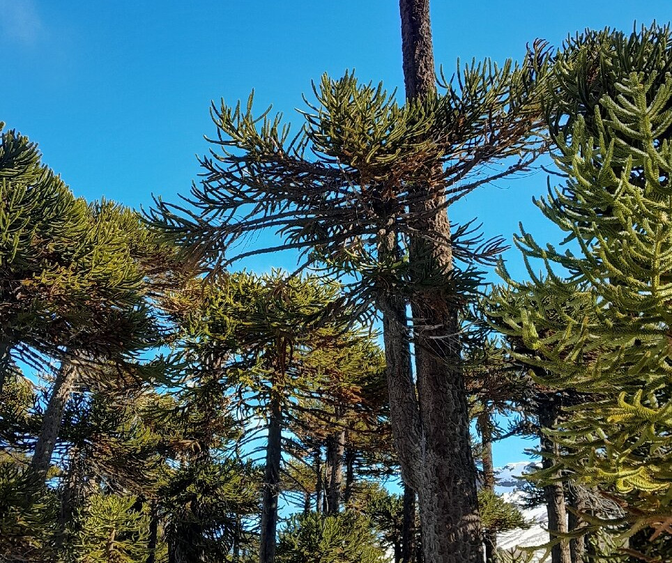 Cascada Escondida-Caviahue必去景点