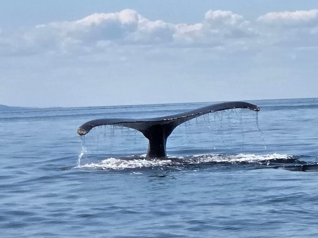 Seas the Day Boat Tours-Bonavista必去景点