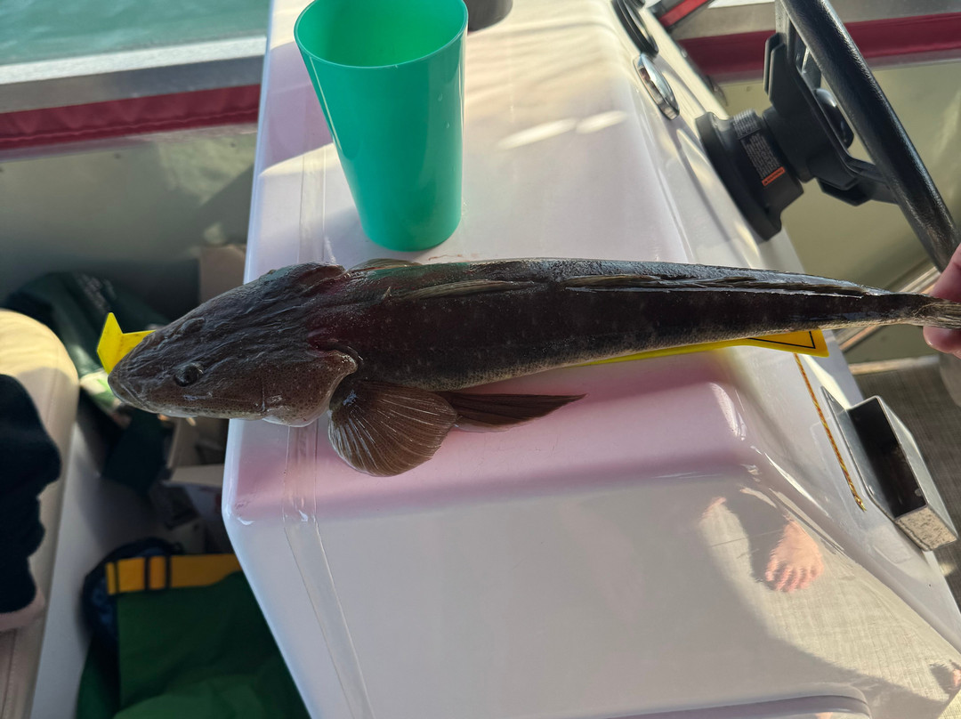 Bill's Boat Hire-Golden Beach必去景点