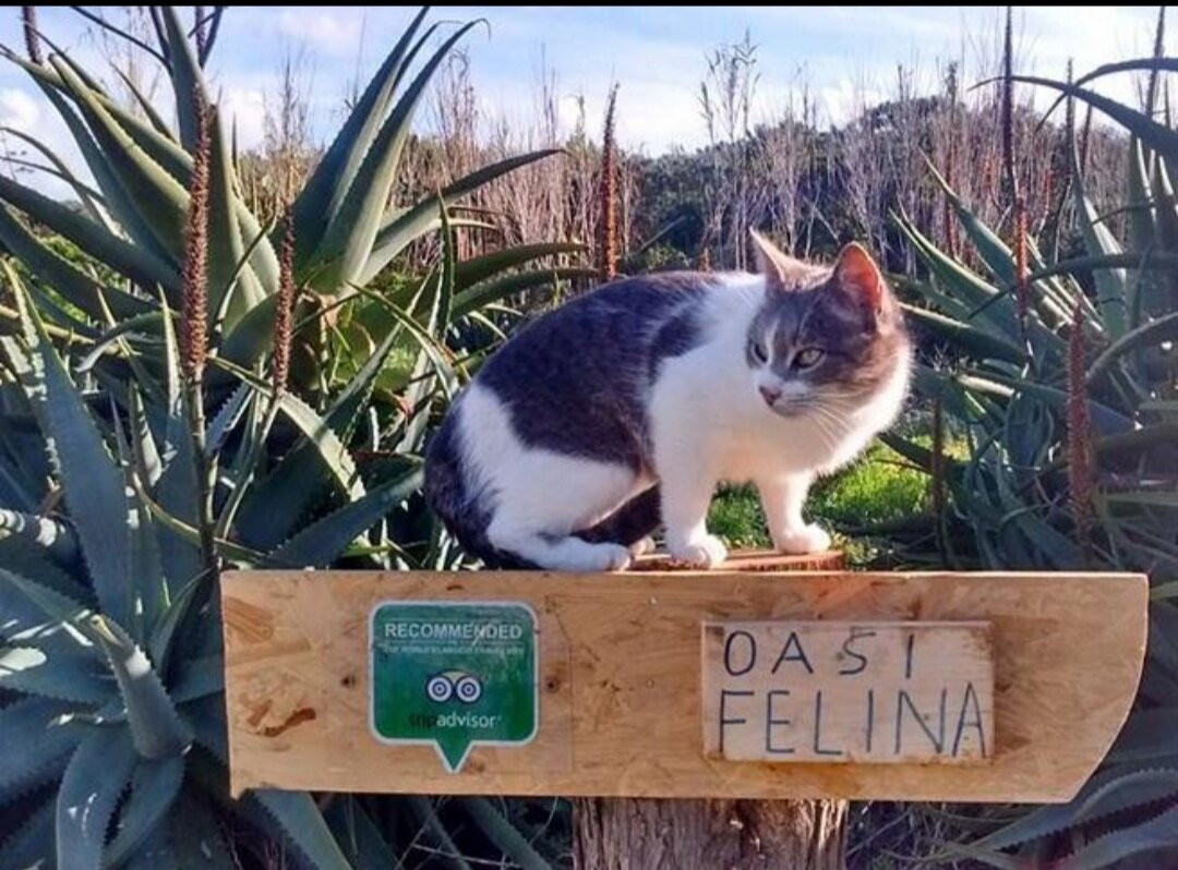 I Gatti di Su Pallosu-San Vero Milis必去景点