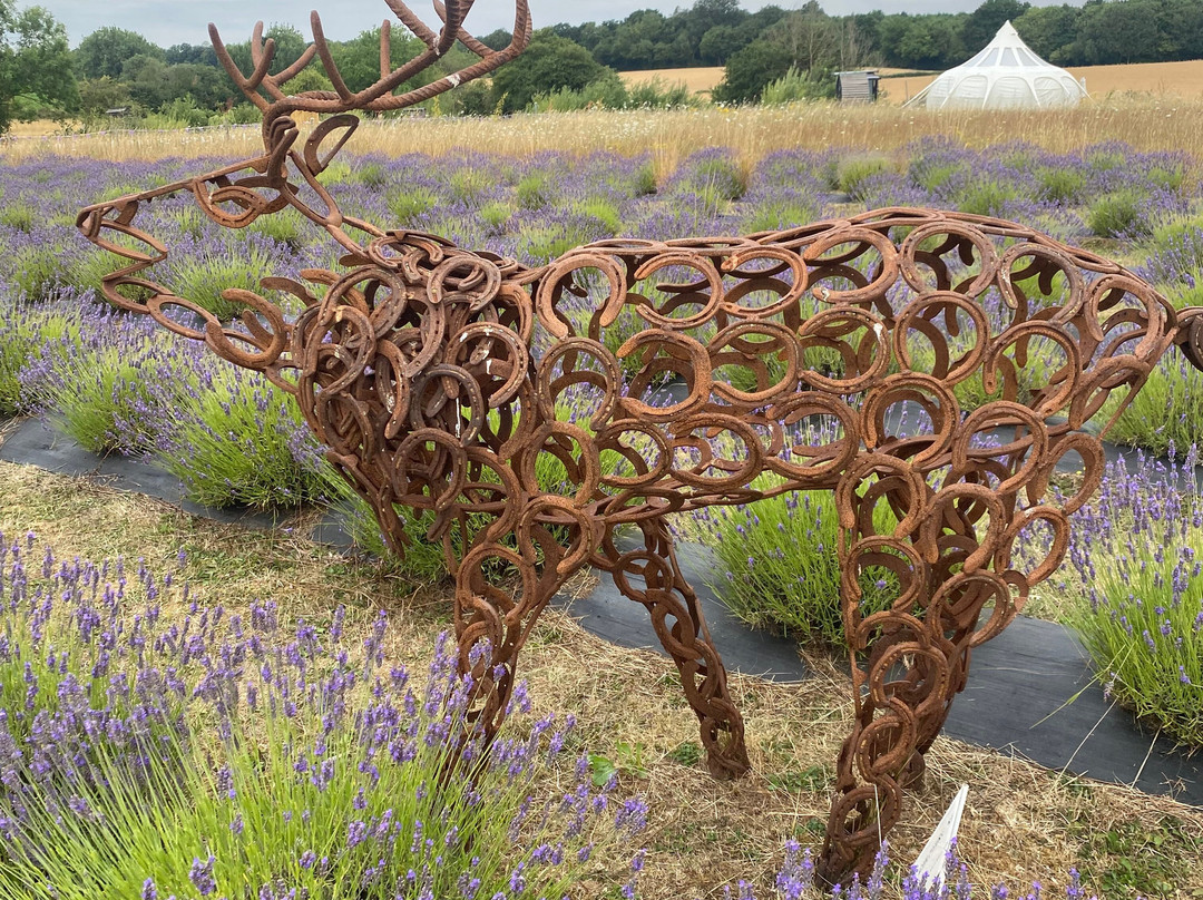 Finchingfield Lavender-Finchingfield必去景点
