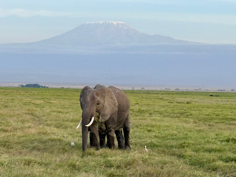 AMA Safaris-内罗毕必去景点