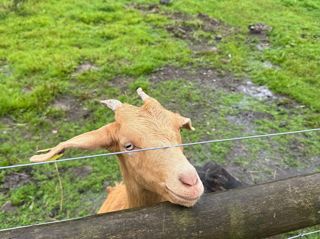 Bowland Wild Boar Park-普雷斯顿必去景点