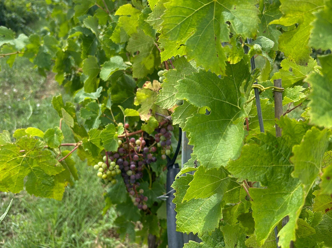 Domaine de Saint Pierre-Vias必去景点