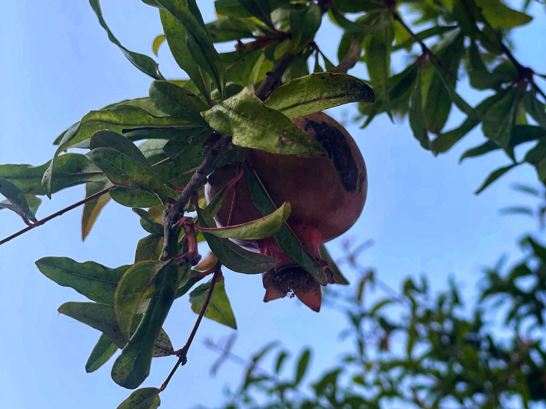 Sozopol Old Town-索佐波尔必去景点