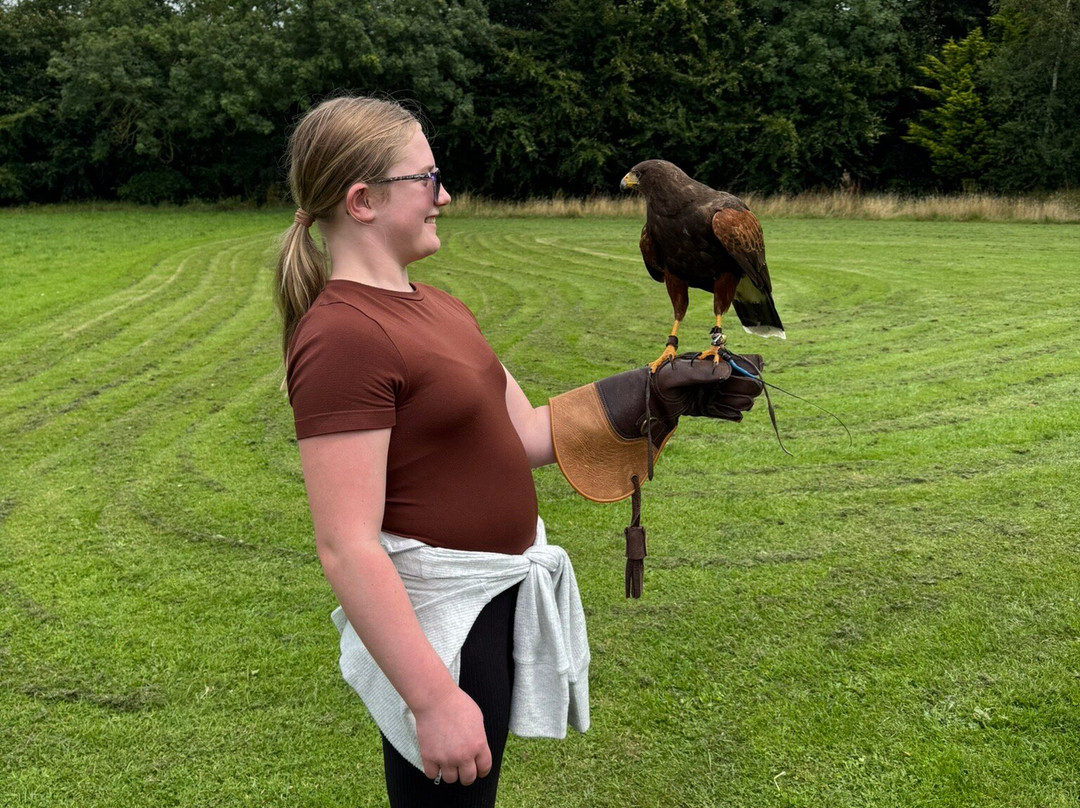 Hawkeye School of Falconry-基尔肯尼必去景点