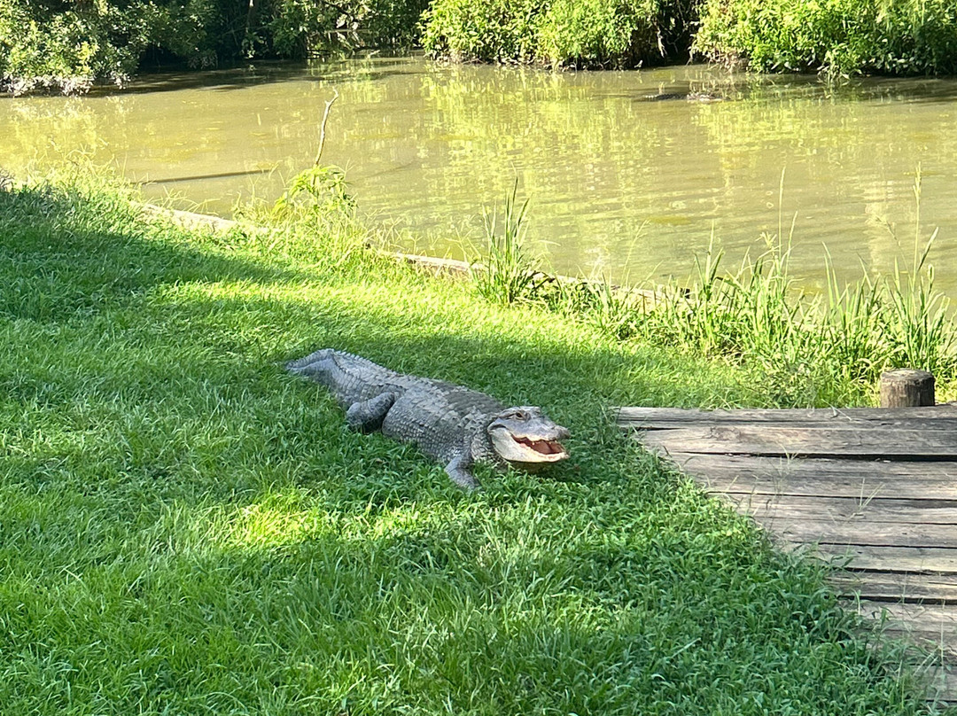 Alligator Alley-Summerdale必去景点