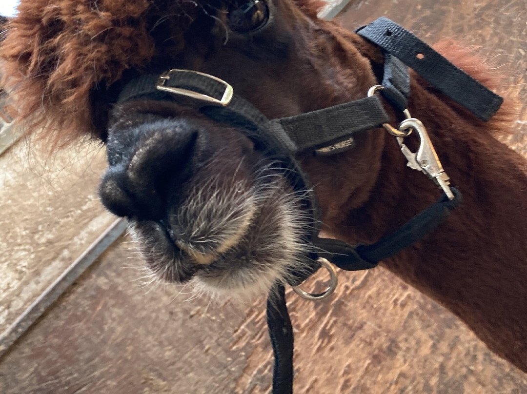 Wandelen met alpaca's-Delfgauw必去景点