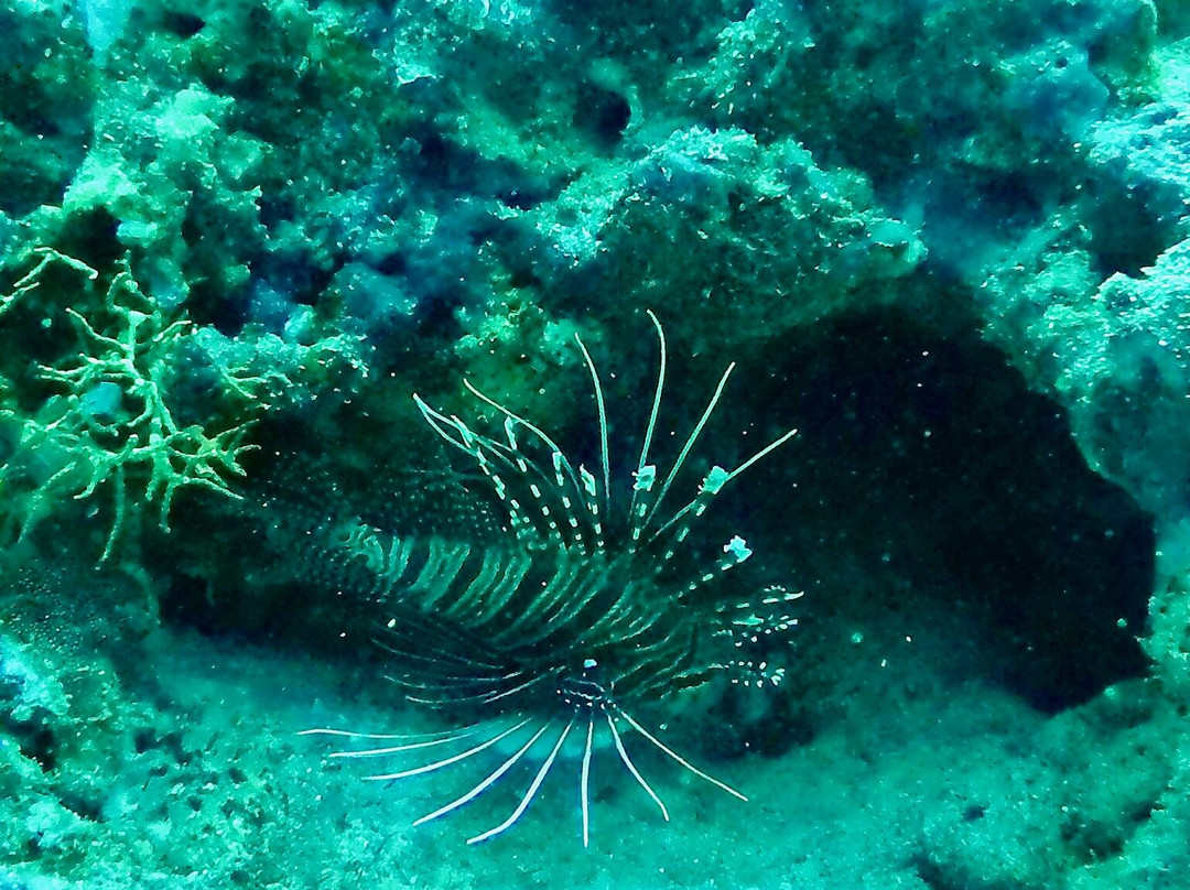 Koamas Dive & Water Sports Centre-Madivaru必去景点