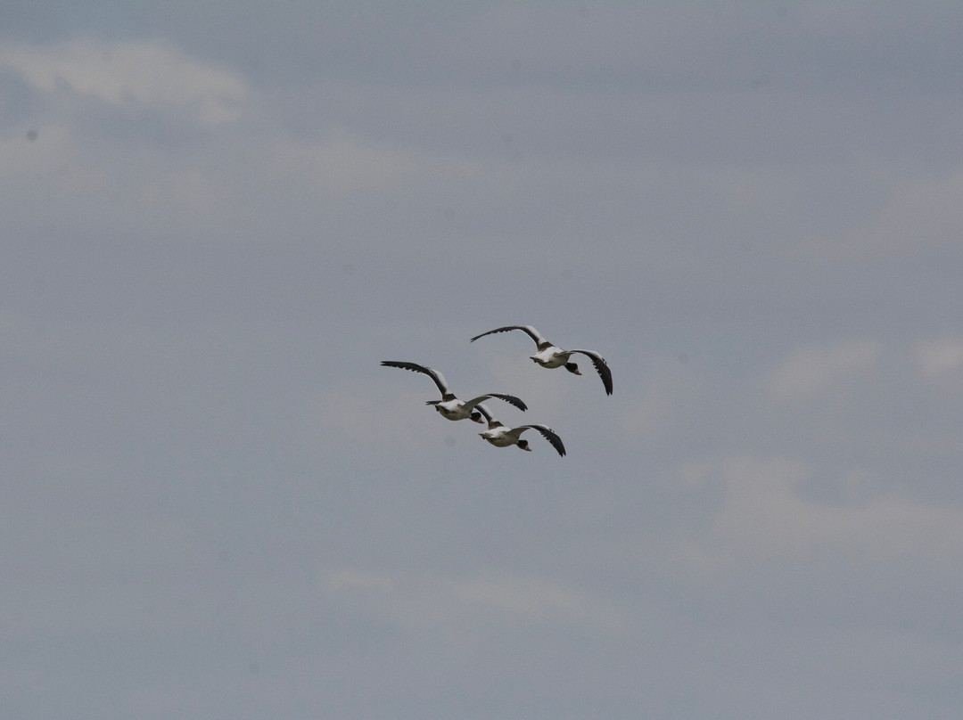 Lady Grace Essex Boat Trips-Brightlingsea必去景点