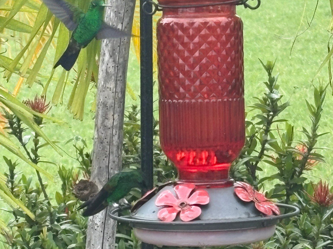 CP's Tours and Taxi Service-多巴哥必去景点