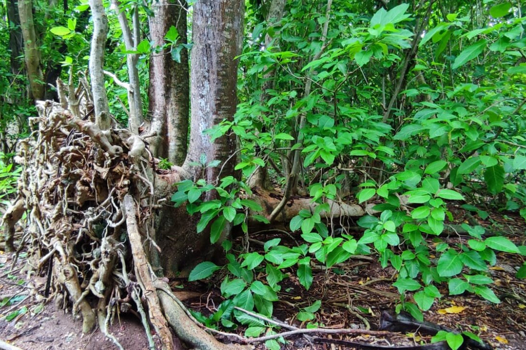 Cocoperle Lodge主图