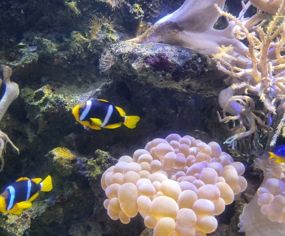 Aquarium de Vendée-Talmont Saint Hilaire必去景点