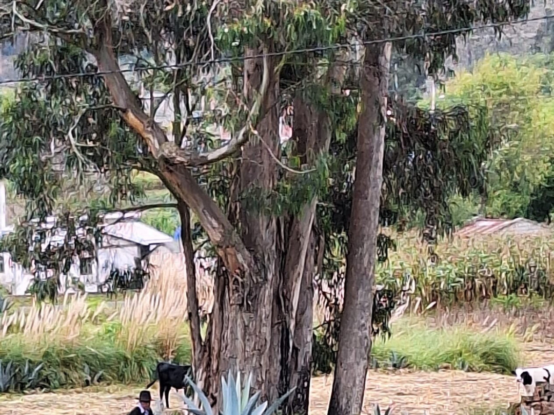 Turismo Comunitario Salasaka-Salasaca必去景点