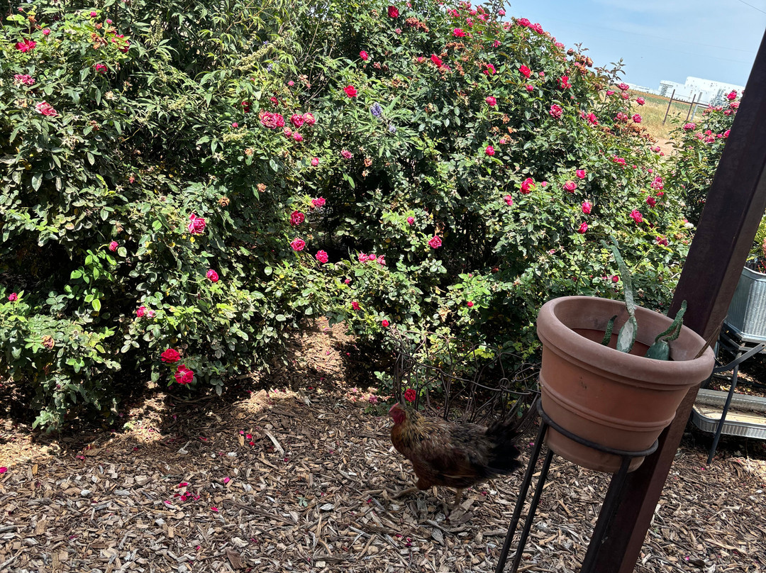 My Joshua Farm-拉伯克县必去景点