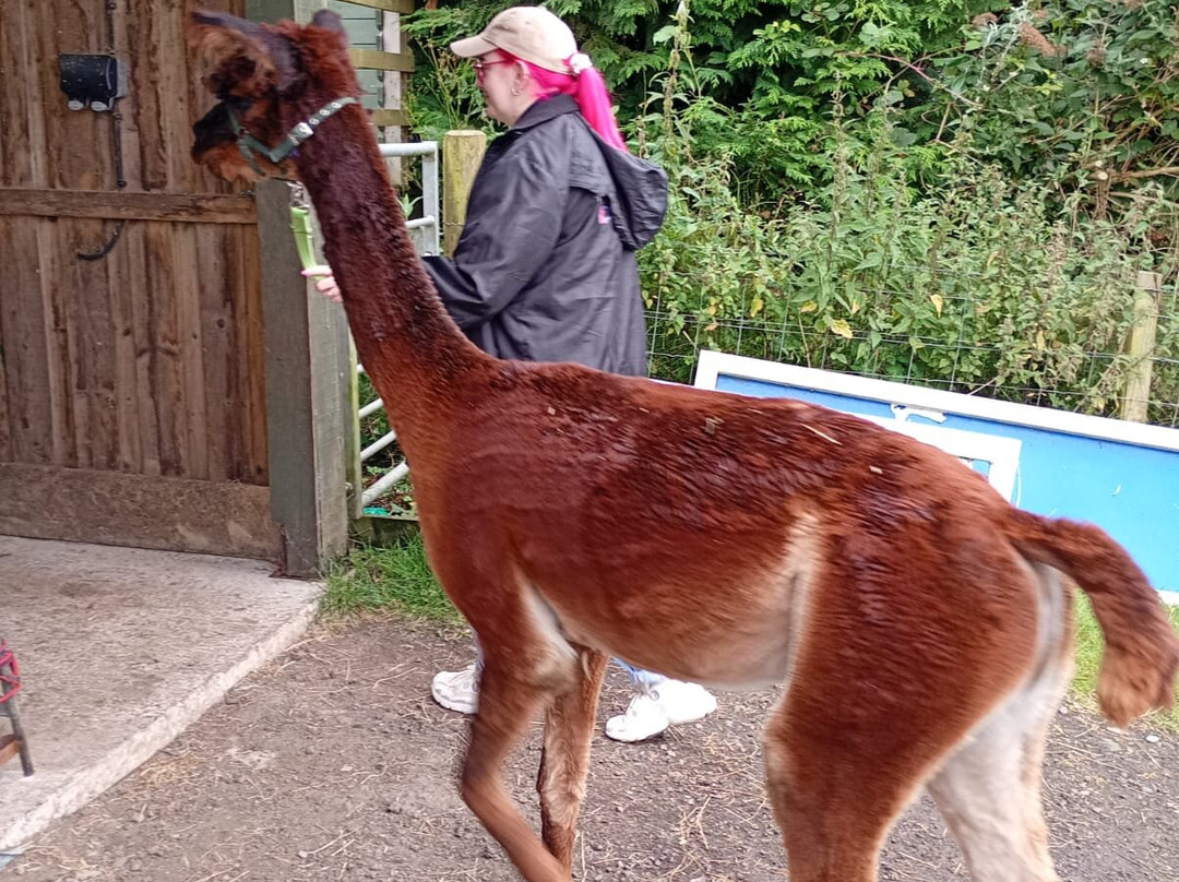 Larch Green Alpacas-格拉斯哥必去景点