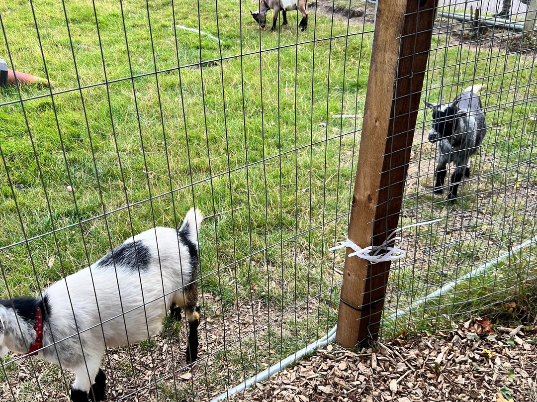 Bill Quay Community Farm-盖茨黑德必去景点