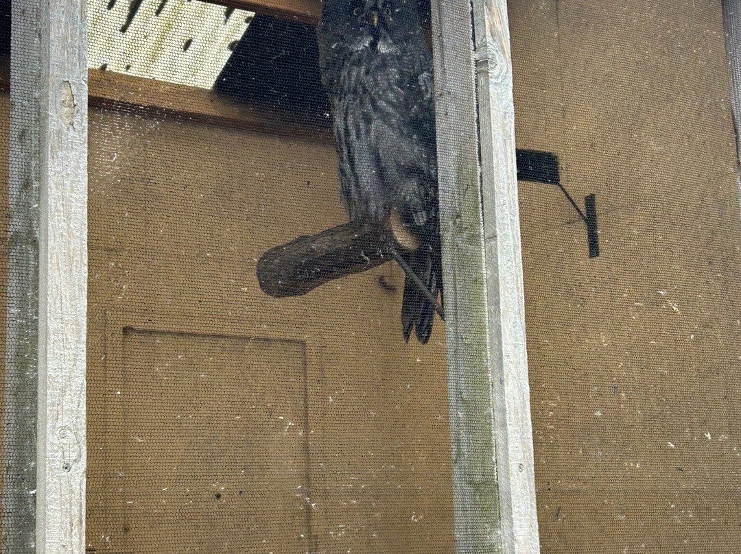 National Centre For Birds Of Prey-赫尔姆斯利必去景点