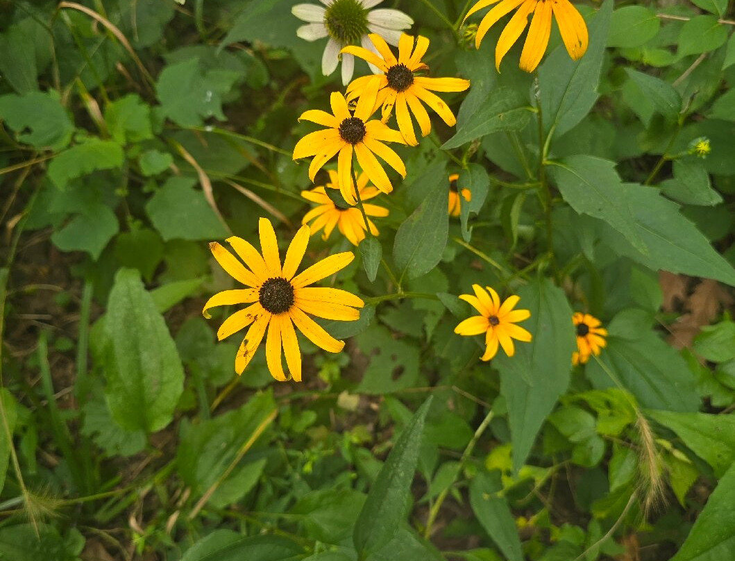 Hopewell Indian Mounds-Chillicothe必去景点