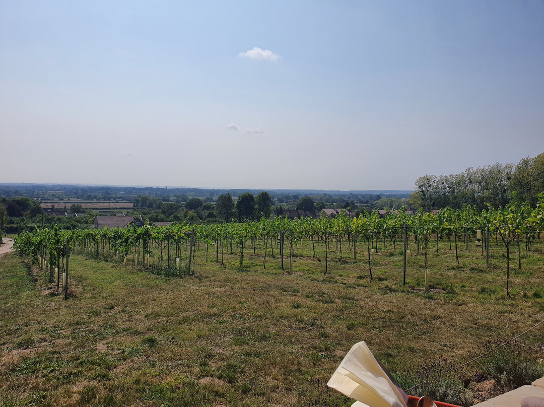 Wraxall Vineyard-Wraxall必去景点